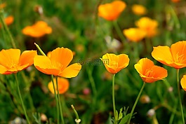 罂粟,加州罂粟,eschscholzia 加州