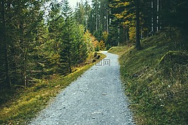 步道,森林,伍兹