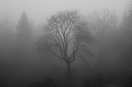 树,雾,系泊