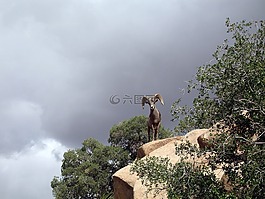 大角羊,野生动物,山