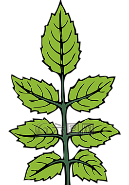 薄荷,草本植物,叶子