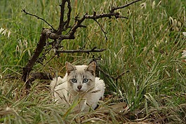 猫,眼睛,可爱的