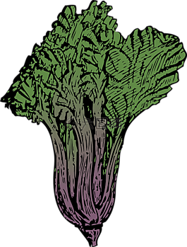 叶甜菜,绿色,蔬菜