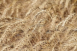 播种,收获,小麦