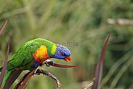 鹦鹉,澳洲鹦鹉,trichoglossus 彩虹