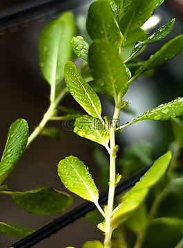 树,绿叶,鲜花
