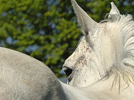 马,看看,阿拉伯纯种