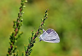 霍利蓝,琉璃灰蝶属argiolus,蝴蝶