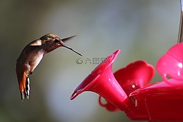 蜂鸟,鸟,喂养