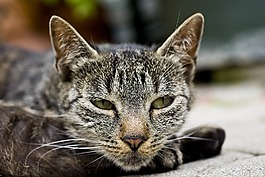 猫,头,猫脸