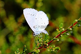 霍利蓝,琉璃灰蝶属argiolus,蝴蝶