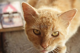 猫,猫咪,捕鼠器