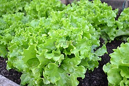 巴达维亚,生菜,菜园