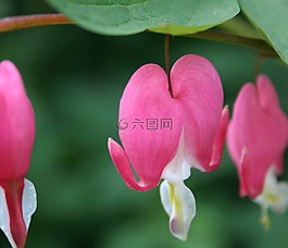 出血,心,花的