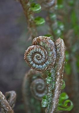 蕨类植物,流淌,螺旋