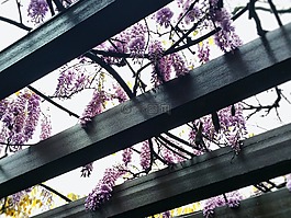 杭州,西湖公园,清明