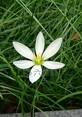 蔥蘭,白花,植物