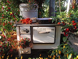 老灶,温室,辣椒