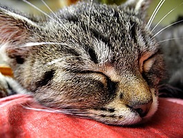 猫,小猫,头