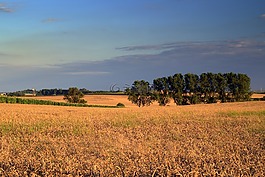 字段,玉米,谷物