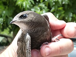 的apu辅助动力装置,martlet,falciot