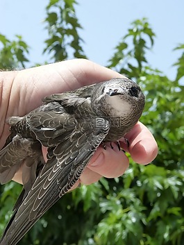 的apu辅助动力装置,martlet,falciot
