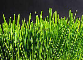草,绿色,性质