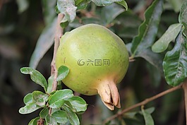 石榴,水果,树