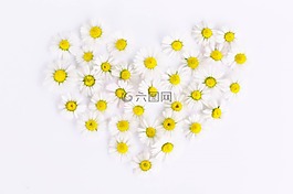 雏菊,心脏,菊花心脏