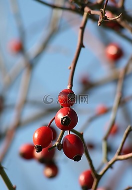 性质,健康,玫瑰果