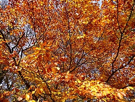 金色的秋天,森林,在秋天的树叶