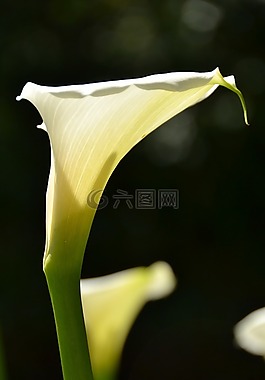 花,南非,白百合