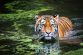 虎,野生动物,动物园