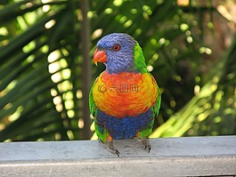 彩虹澳洲鹦鹉,鸟,澳洲鹦鹉