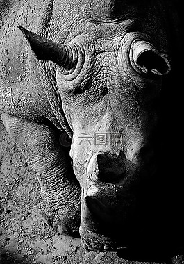 黑白,动物,非洲