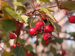 山楂,植物,莓果