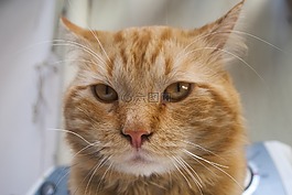宠物,猫,国内