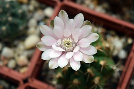 仙人掌花,gymnocalycium,室内植物