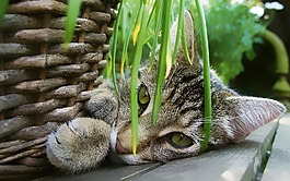 猫咪,花园,购物篮