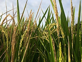 米,稻穗,植物