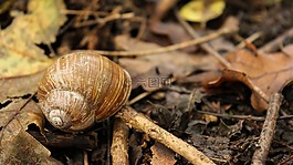 蜗牛,蜗牛壳,秋季