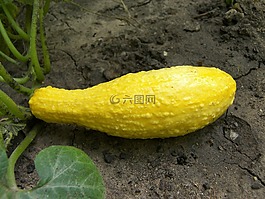 壁球,食品,蔬菜