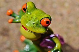 青蛙,小鸡,滑稽