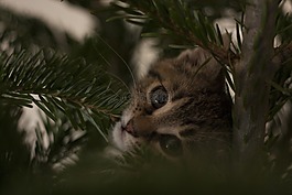 猫,圣诞节,圣诞树