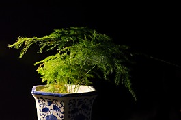 植物,素材,清新