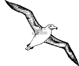信天翁,海鸟,飞行