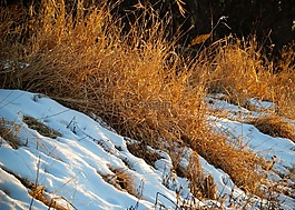 草,雪,河岸边