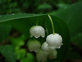 自然,植物区系,户外