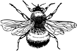 熊蜂,班布尔,蜜蜂