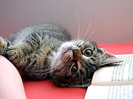 猫,它位于,小猫